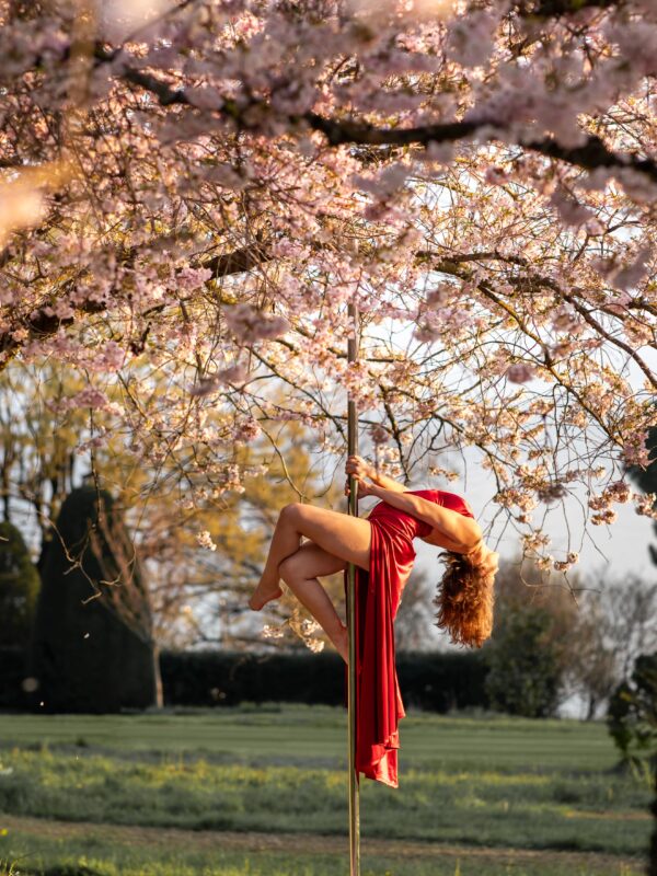 Cerisiers - 20.03.2026 - Photos : KSBPhotography